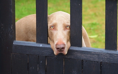 image for Does your dog have separation anxiety?